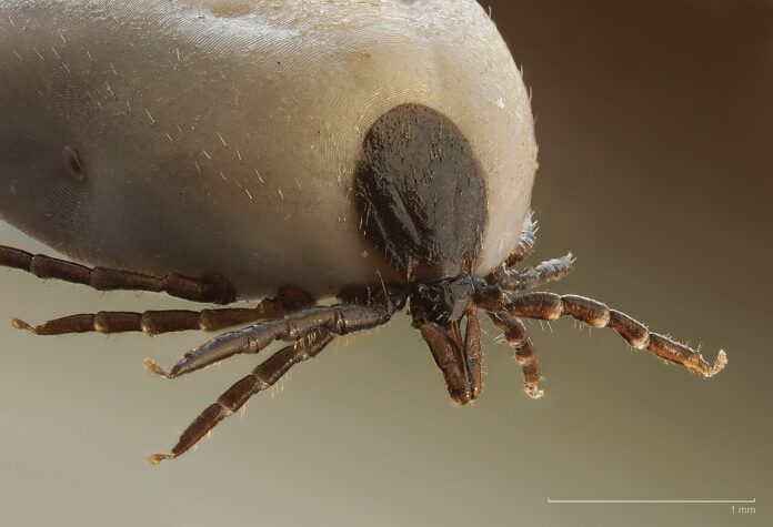 1280px-Ixodus_ricinus_5x