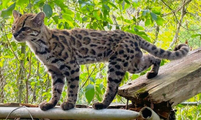 Leopardus_tilcayo_(5x3_cropped) (1) Leopardus tilcayo